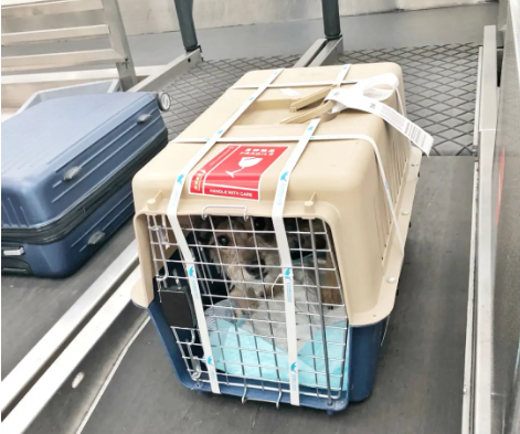 襄阳宠物托运 宠物托运公司 机场宠物托运 宠物空运